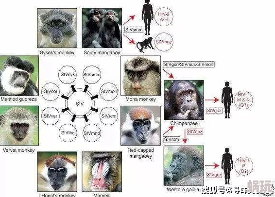 人马畜禽Zoo惊现罕见动物基因突变，科学家震惊于新物种的诞生！