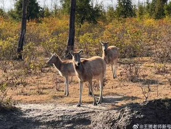 亚洲特黄：最新动态显示该物种栖息地受到威胁，保护措施亟需加强以确保其生存