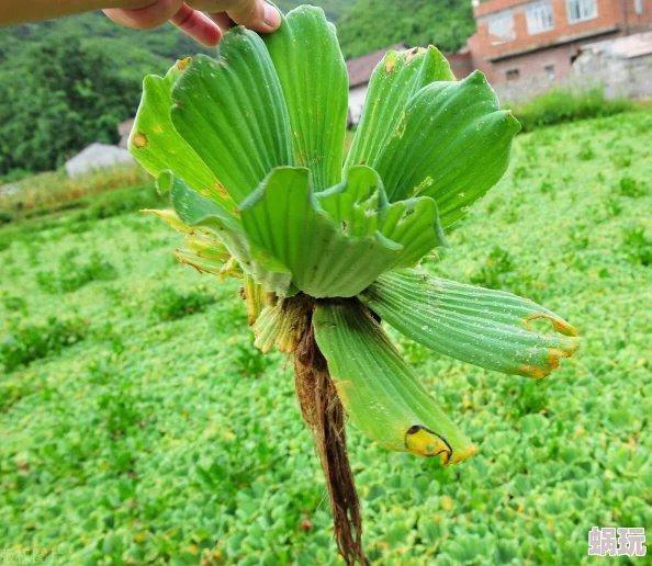 麻豆91视频 网友评价 这款视频平台内容丰富，更新速度快，用户体验良好，但部分资源需要付费观看，希望能有更多免费内容