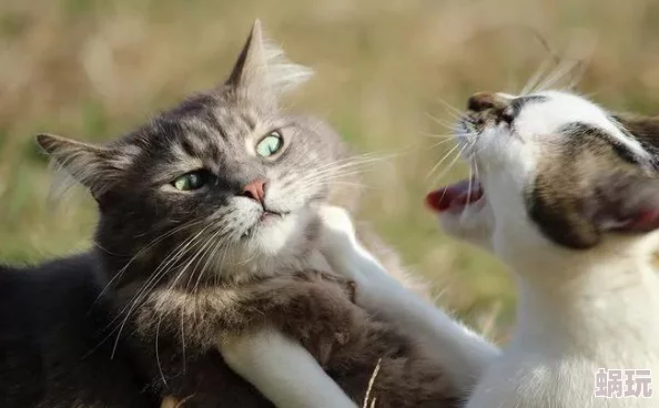 猫咪免费人成网站在线观看全新高清资源上线，超多可爱猫咪视频等你来观看，快来体验吧！