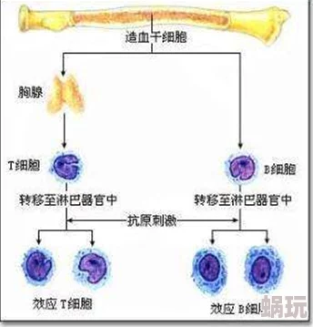 扒开未发育成熟的小缝视频最新研究显示该现象可能与细胞分化过程密切相关为生物学领域提供了新的视角