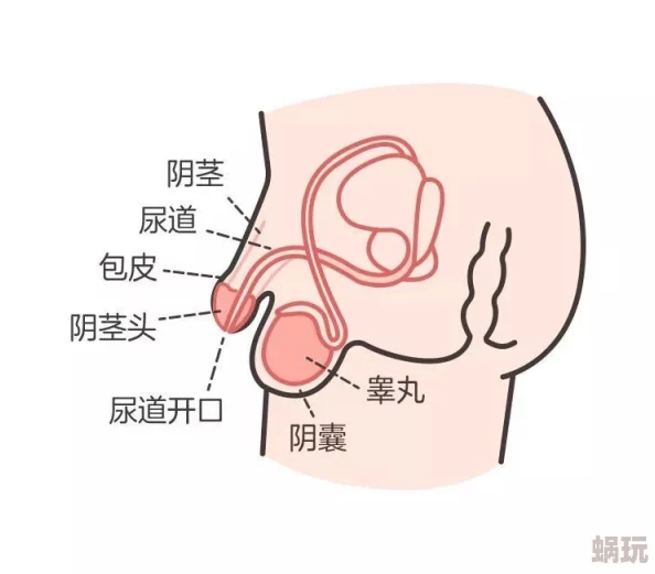 男阳茎进女阳道全过程免费健康教育视频教程