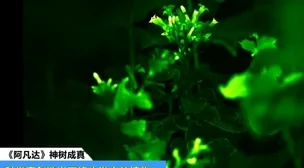 黄在线观看近日，科学家发现了一种新型荧光植物，能在夜间发光，成为自然界的奇观