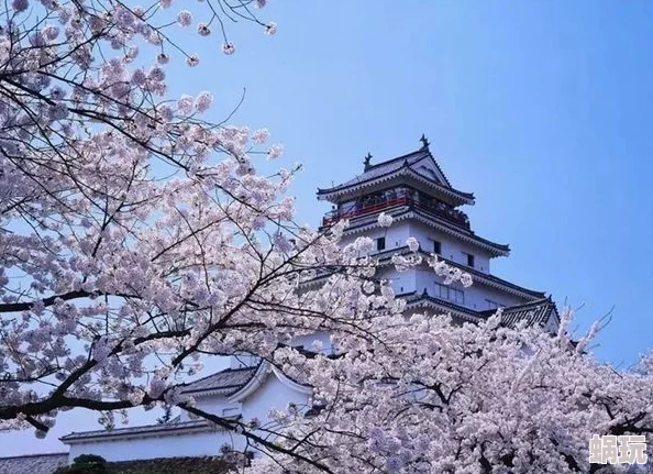 高清不卡日本v在线二区樱花盛开季节东京街头游人如织