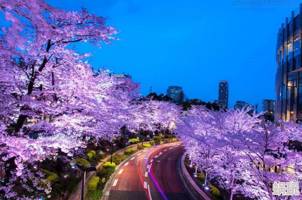 高清不卡日本v在线二区樱花盛开季节东京街头游人如织