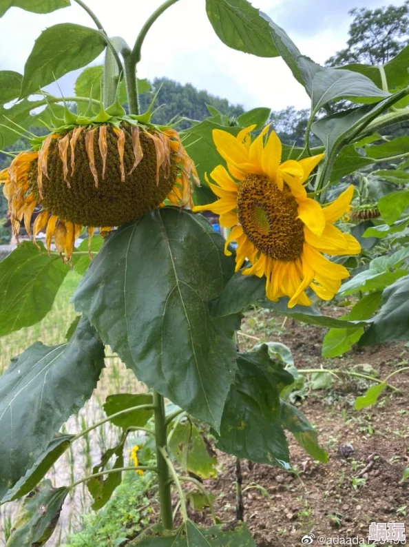 天天插日日插小明种的向日葵终于开花了，吸引了许多蜜蜂前来采蜜