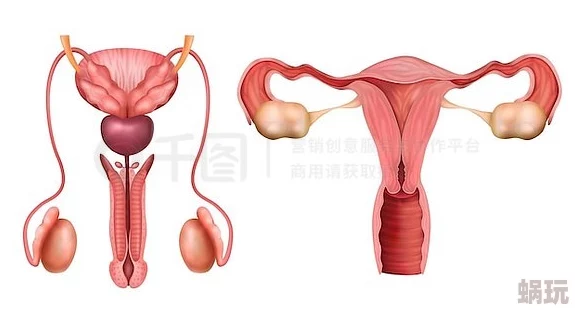 女孩看到男孩子的睾丸怎么办这可能是意外情况保持冷静避免尴尬