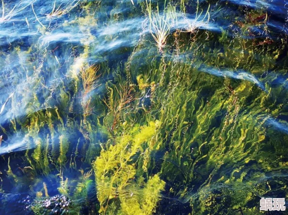 拨开女人湿漉漉的两片看看科学家发现新型水生植物具有净化水质的神奇效果