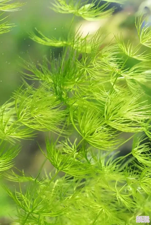 拨开女人湿漉漉的两片看看科学家发现新型水生植物具有净化水质的神奇效果