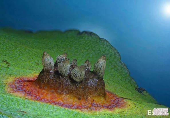 娇嫩粗大撑开灌满浓浆视频展示了自然界中奇特的生物现象