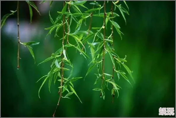 《青青子衿》低糖海苔饼好时光珍惜每一刻积极向上创造美好未来