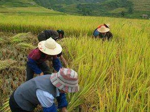 第一章肥水不流外人田近日某地农民通过新技术提高了水稻产量，获得丰收。