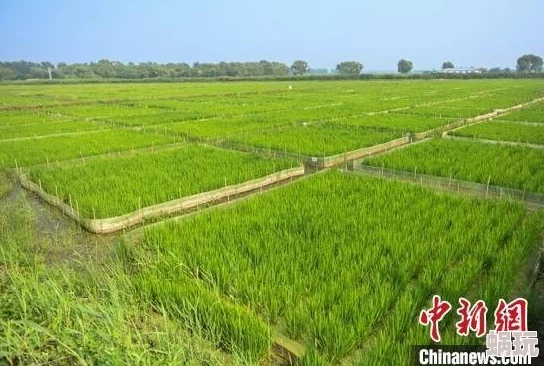 第一章肥水不流外人田近日某地农民通过新技术提高了水稻产量，获得丰收。