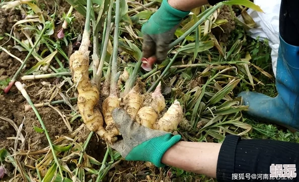 调菊花眼再放生姜研究进入临床试验阶段预计明年年中公布初步结果