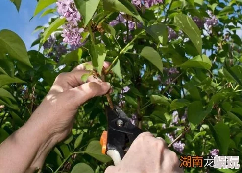 婷丁香基地丁香花期结束开始修剪枝条为来年花季做准备