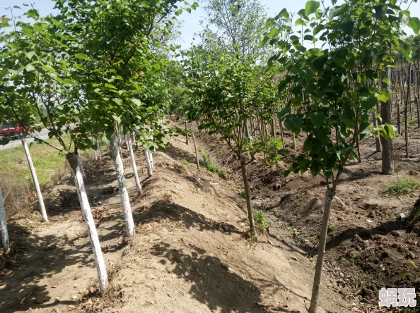 婷丁香基地丁香花期结束开始修剪枝条为来年花季做准备