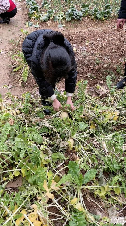 拔萝卜又疼又叫萝卜太大了拔出来一半卡住了好疼啊