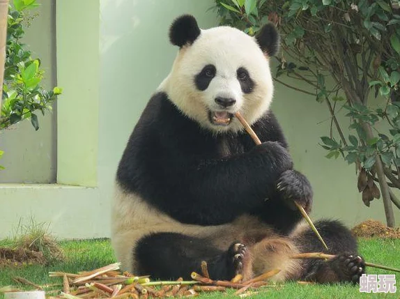 贝贝：一只大熊猫的成长故事探索它从出生到成年在野外环境中的生存挑战和冒险