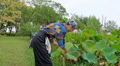 给大家科普一下草莓丝瓜榴莲秋葵从种植到采摘的奇妙旅程以及它们背后的营养价值和食用方法