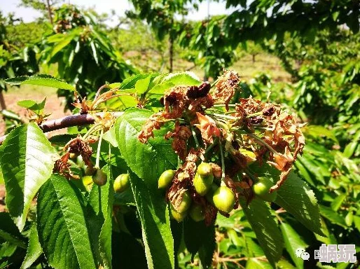 多面人夫樱桃大王樱桃种植基地遭遇霜冻损失惨重急需各方援助