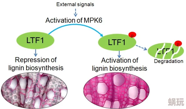 木素动态图研究取得新进展揭示木质素合成调控机制