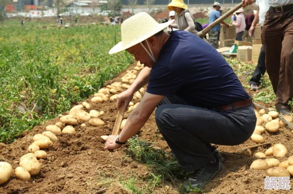 一小时人生新攻略：详解土豆种植技巧，轻松收获并烹饪成熟美味土豆