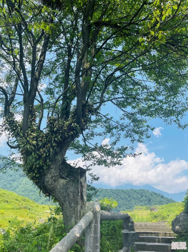 绿野仙踪什么意思充满骗局的虚假幻想最终梦醒一切成空