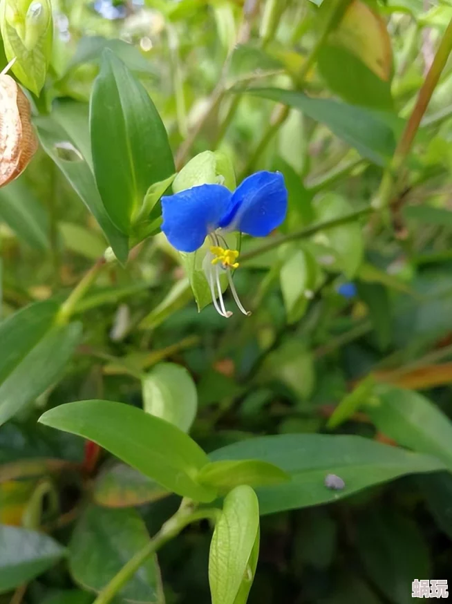 王者荣耀蓝花获取全攻略：多种途径助你快速收集珍贵资源