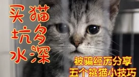 快新电动猫尾巴play令人不适且易引发争议请谨慎考虑