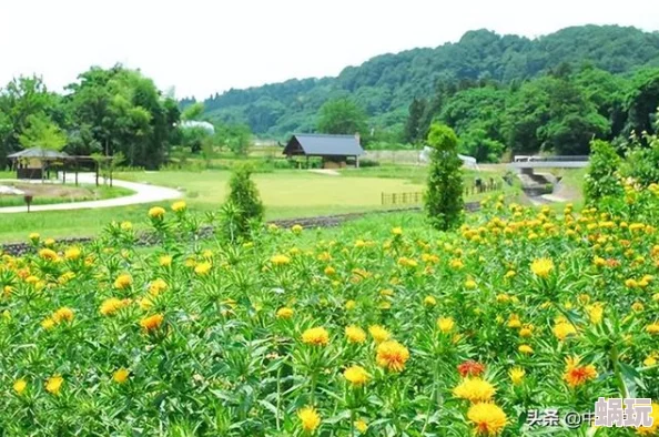 野花日本韩国大全观看探索多国自然植物分布与生长环境差异