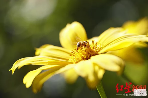 daisy小雏菊系列清新自然的花香调探索少女的纯真与浪漫