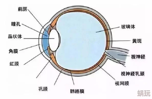 电影名：《消失的眼角膜》悬疑再起角膜移植手术背后隐藏惊天秘密