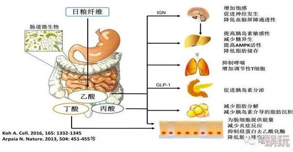 老鼠爱大米这一现象揭示了生物本能与食物链关系以及碳水化合物对能量补充的重要性