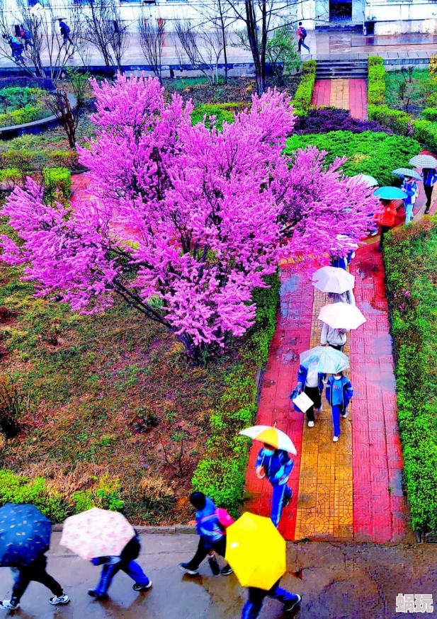 云雨春宵近日一场春雨滋润了大地花开正艳吸引了众多游客前来观赏