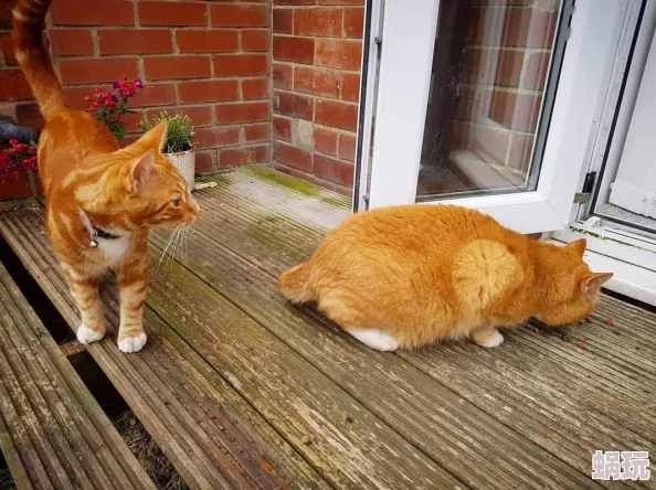 毛茸茸的小猫疑似与隔壁橘猫恋爱街坊邻居纷纷表示看好这段姻缘