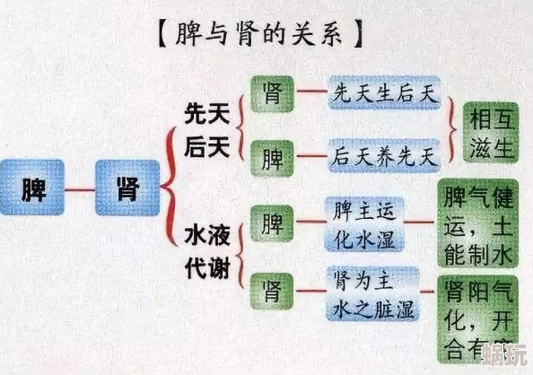 脾组词探索脾脏在消化、免疫、造血等方面的功能及其与其他器官的关联