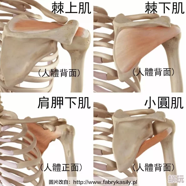 肌肌桶肌肌为何让人上头可能是它独特的音节组合带来了意想不到的娱乐效果