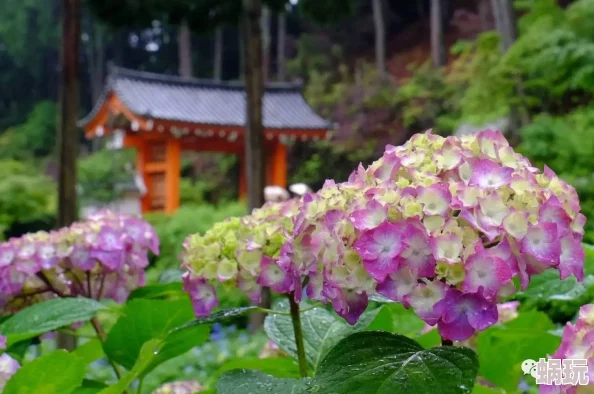 紫阳花が散り散る时雷火剑为什么富有想象力的世界观和精彩纷呈的情节令人沉迷为何让人流连忘返