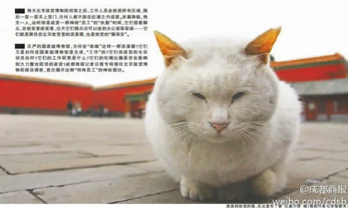 桃源深处有人家宫猫轶事匠梦千秋活动全攻略：解锁隐藏任务与成就玩法指南