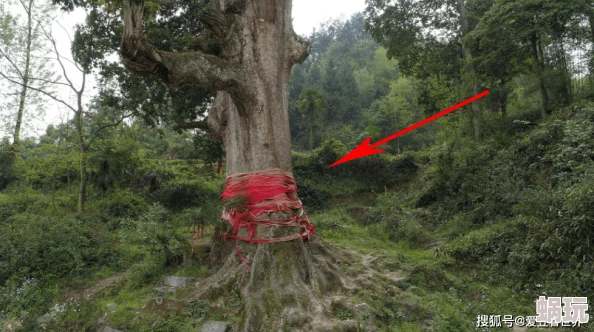 烟雨江湖金丝楠木采集攻略：峨眉山砍树及种植获取，揭秘其制作器具的珍贵用途