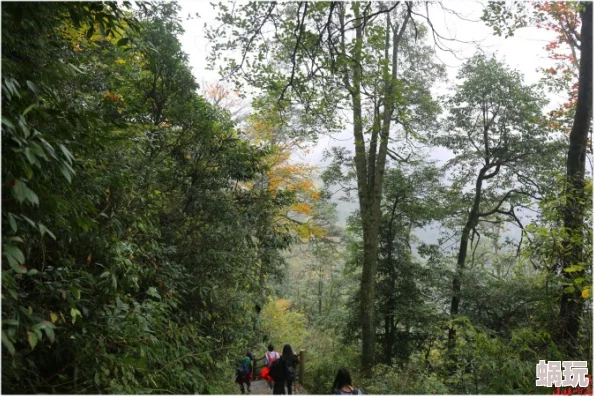 烟雨江湖金丝楠木采集攻略：峨眉山砍树及种植获取，揭秘其制作器具的珍贵用途