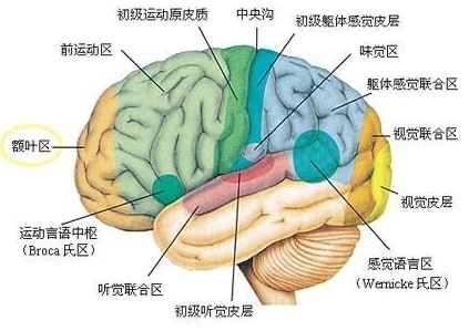 原始的欲望章节科学家发现新型神经元与人类情感反应密切相关