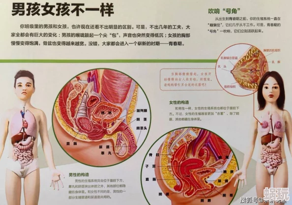 男人机机捅女人机机生理结构差异导致体验及感受的多样性与复杂性研究